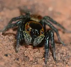 female