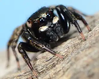 male