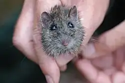 Gray mouse