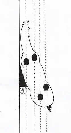 Travers (Haunches-in)
