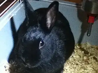 HavanaRabbit_Cici