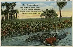 Alligator with Black man in his jaws; card caption is "Free lunch in the Fla. Everglades"; full text of "The Florida Gator" poem is "Have you met the Florida Gator? He is the champion negro hater Although he finds many things to eat his favorite morsel is Negro meat"