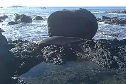 A Hawaiian monk seal observed on the North Shore of Oʻahu.
