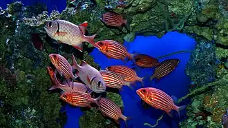 Hawaiian squirrelfish (Sargocentron xantherythrum)