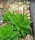 H. cymbiformis var. setulifera