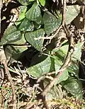 The "mammillaris" form, usually without flecked markings on its more clear leaf windows