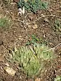 var. polyphylla