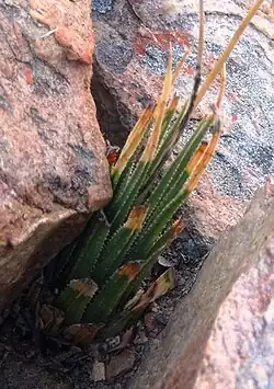 Haworthia wittebergensis showing its distinctive thin bristle-like leaves