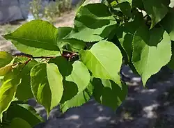Leaves