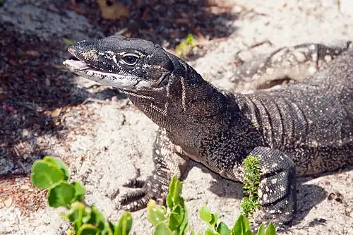Rosenberg's monitor found on the Archipelago