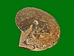 Early Triassic ammonoid Hedenstroemia