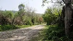 Hedge in Baliran jungle