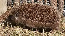 Gray and white hedgehog