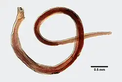 Hedruris chandleri