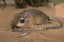 Brown and white kangaroo rat