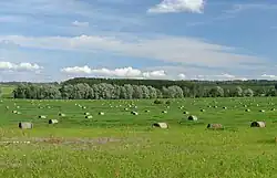Hay field in Rihkama