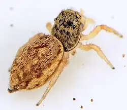 female