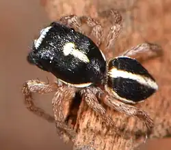 male H. debilis