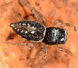 female H. nanus
