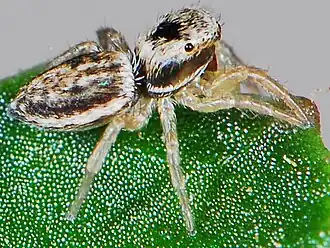 juvenile female