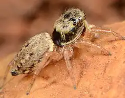 female H. trepidus