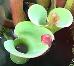 ""