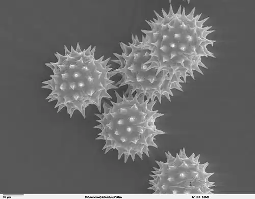 Pollen close-up
