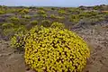 Yellow everlasting (Helichrysum stoechas) at Las Amoladeras