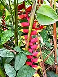 Heliconia rostrata (Hanging lobster claw), Kolkata, West Bengal, India.