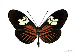 H. m. penelope female, dorsal