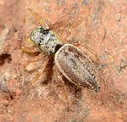 female