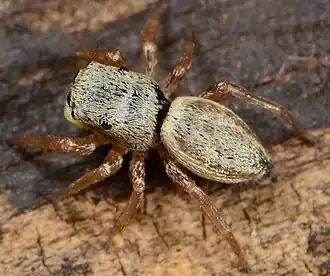female
