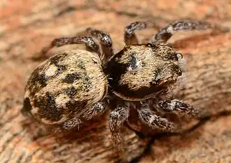 female