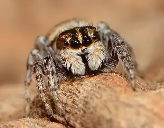 female H. capensis