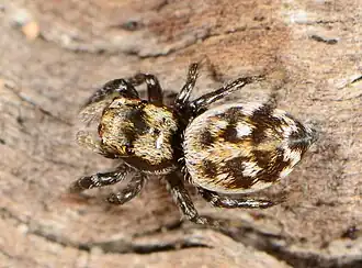 female