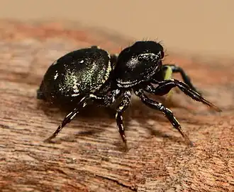 female H. peckhami