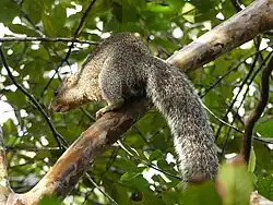 Gray squirrel