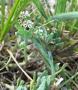 Variety curassavicum (Bahia Honda Key, Florida)