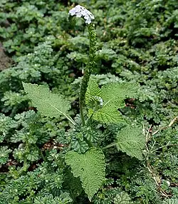 In Telangana, India