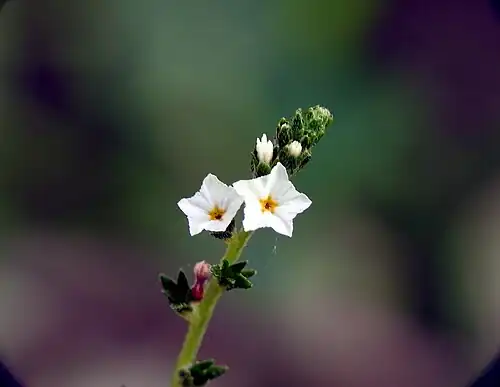 5-merosity in H. strigosum