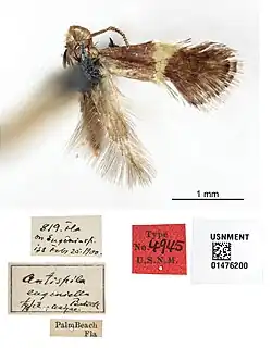 A dead moth missing its wings on the left side. The forewing is brown with a vertical yellow-white band through the middle, while the hindwing is feather-like. Below the moth are several specimen labels