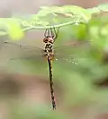 Female