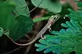 Hemidactylus garnotii, Garnot's house gecko – Nam Nao National Park