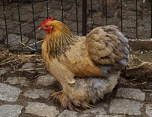 Patrtidge bantam hen