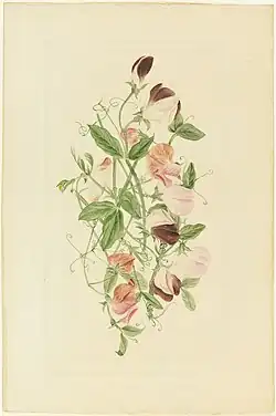 Sweet Peas, 1875