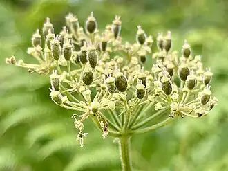 Schizocarps of Heracleum sphondylium in early development