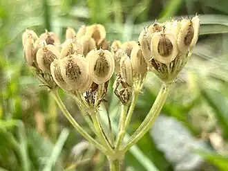 Schizocarps of Heracleum sphondylium in mid to late development