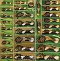 Papilio rumiko vs Papilio cresphontes 2nd and 3rd instar