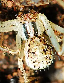 female