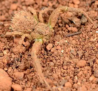 H. copricola